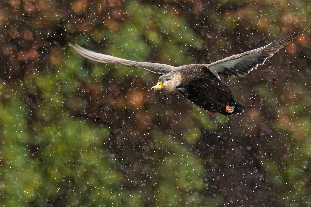American Black Duck - ML646431357