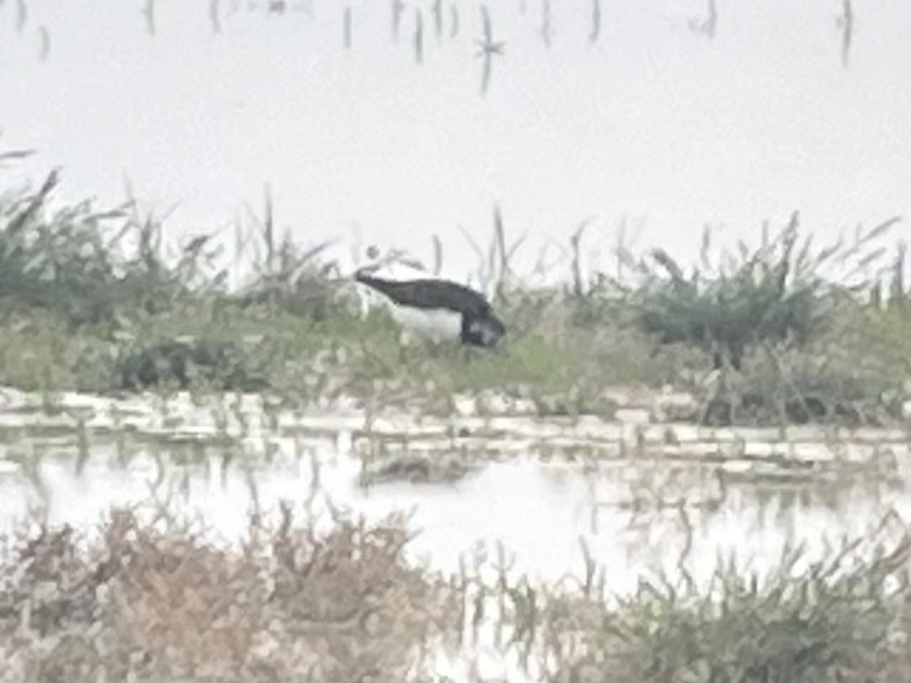 Ruddy Turnstone - ML646431358