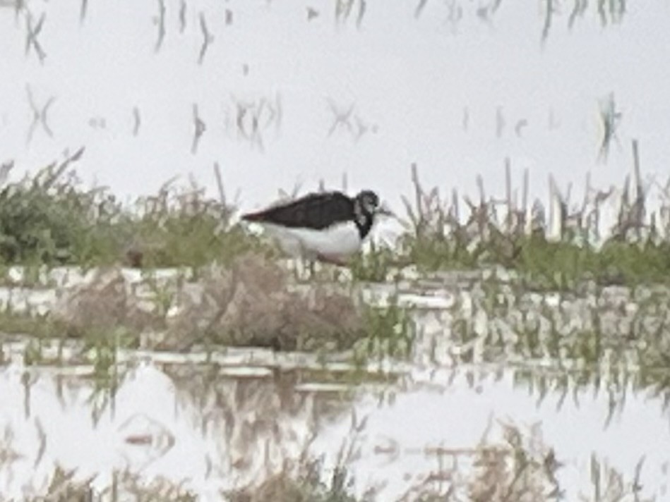 Ruddy Turnstone - ML646431359