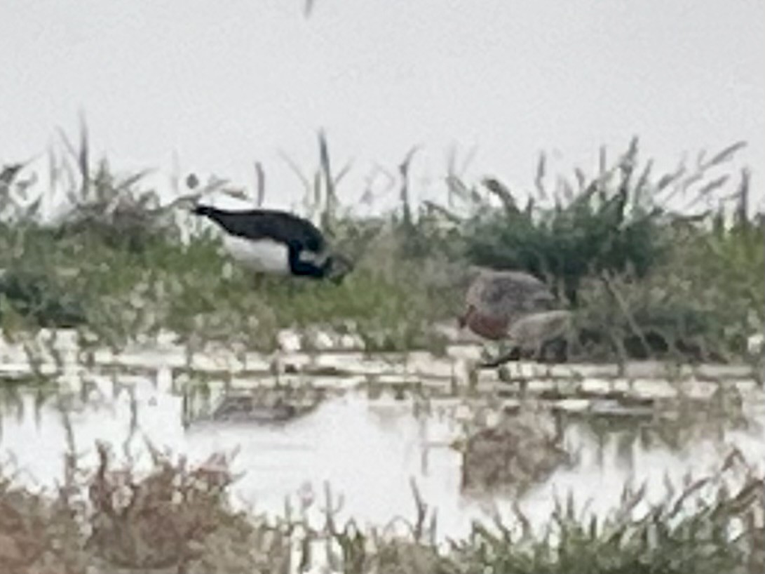 Ruddy Turnstone - ML646431360