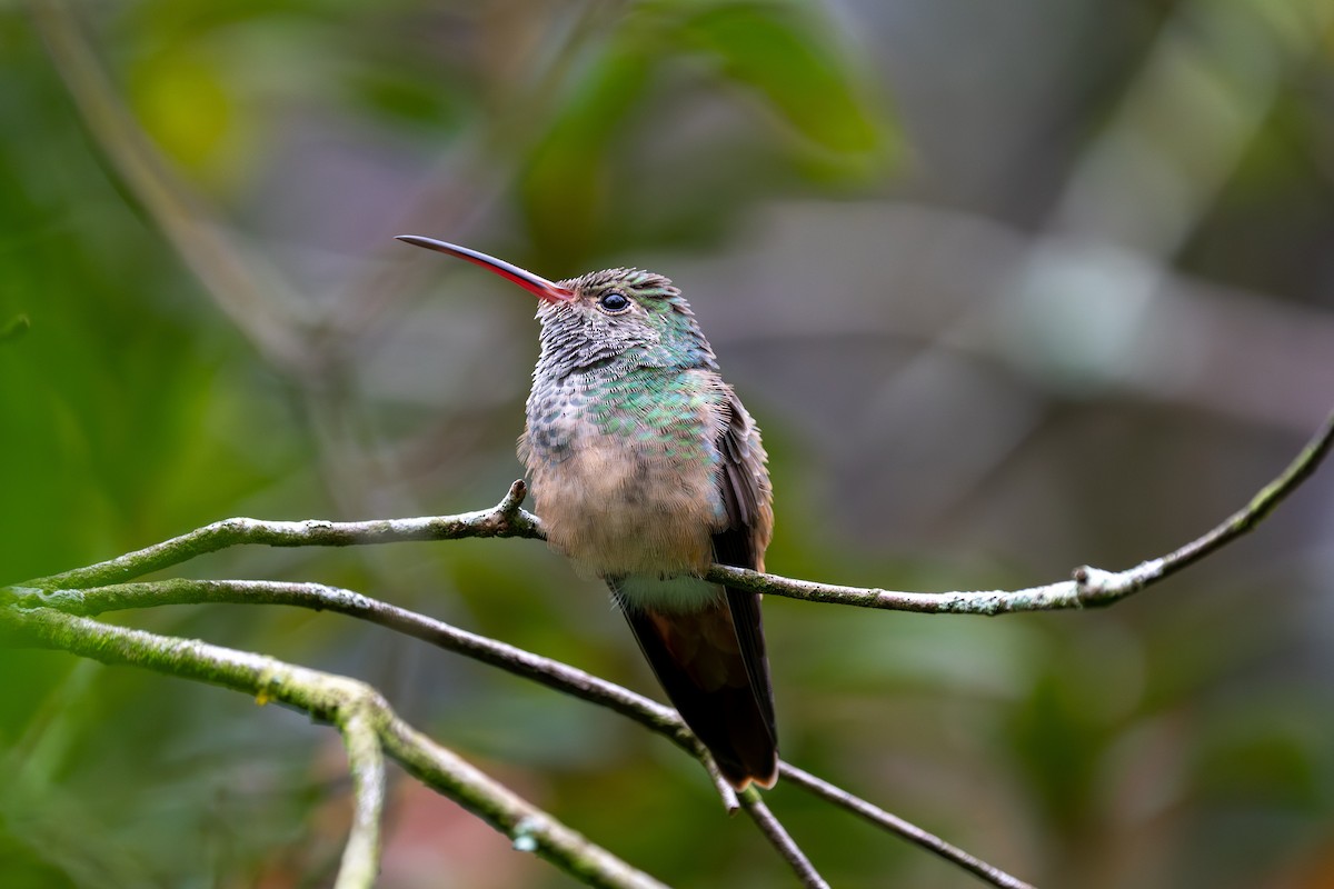 kolibřík yukatanský - ML646431361