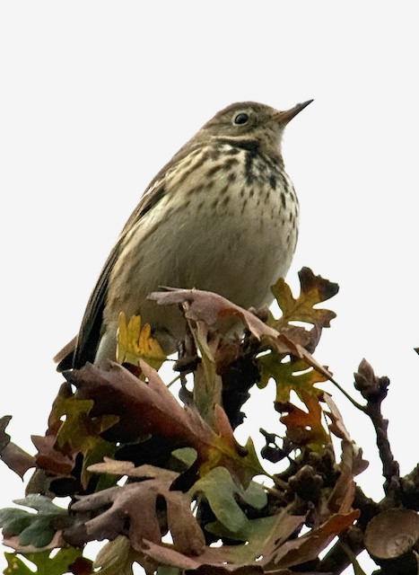American Pipit - ML646431362