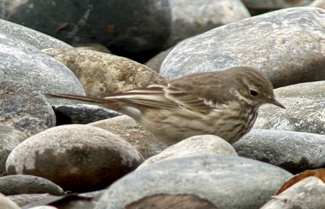 American Pipit - ML646431363
