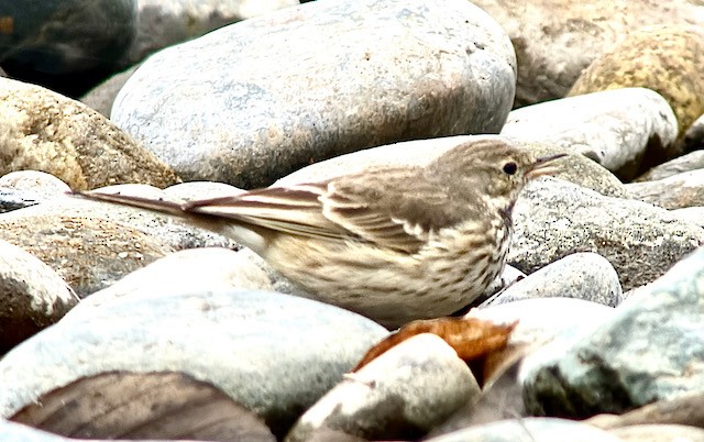 American Pipit - ML646431364