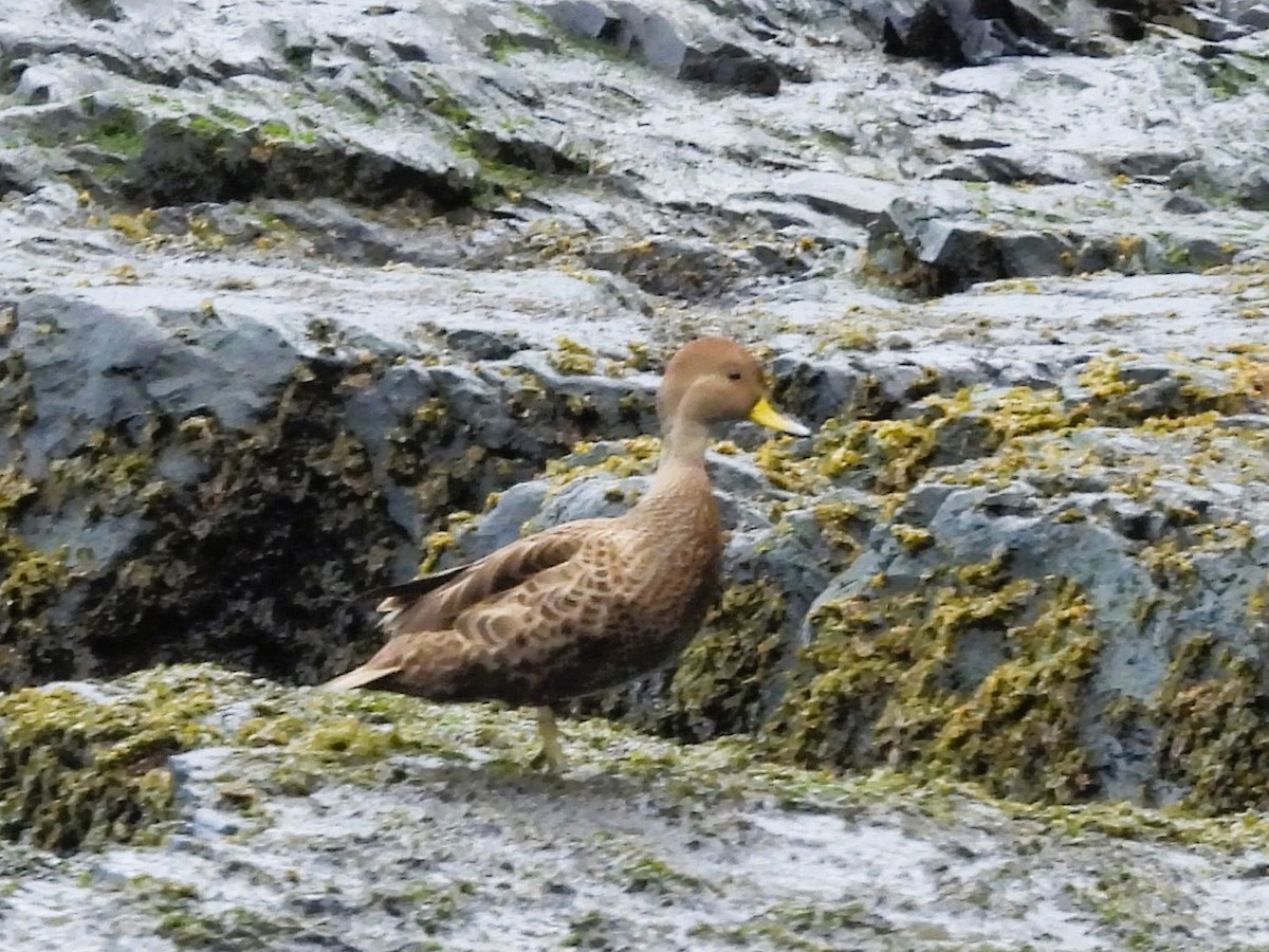 Шилохвіст жовтодзьобий (підвид georgica) - ML646431365