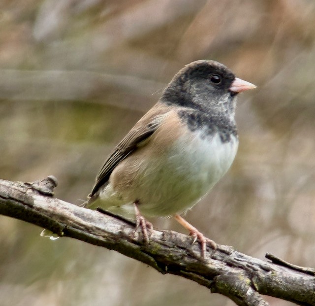 Dark-eyed Junco (Oregon) - ML646431366