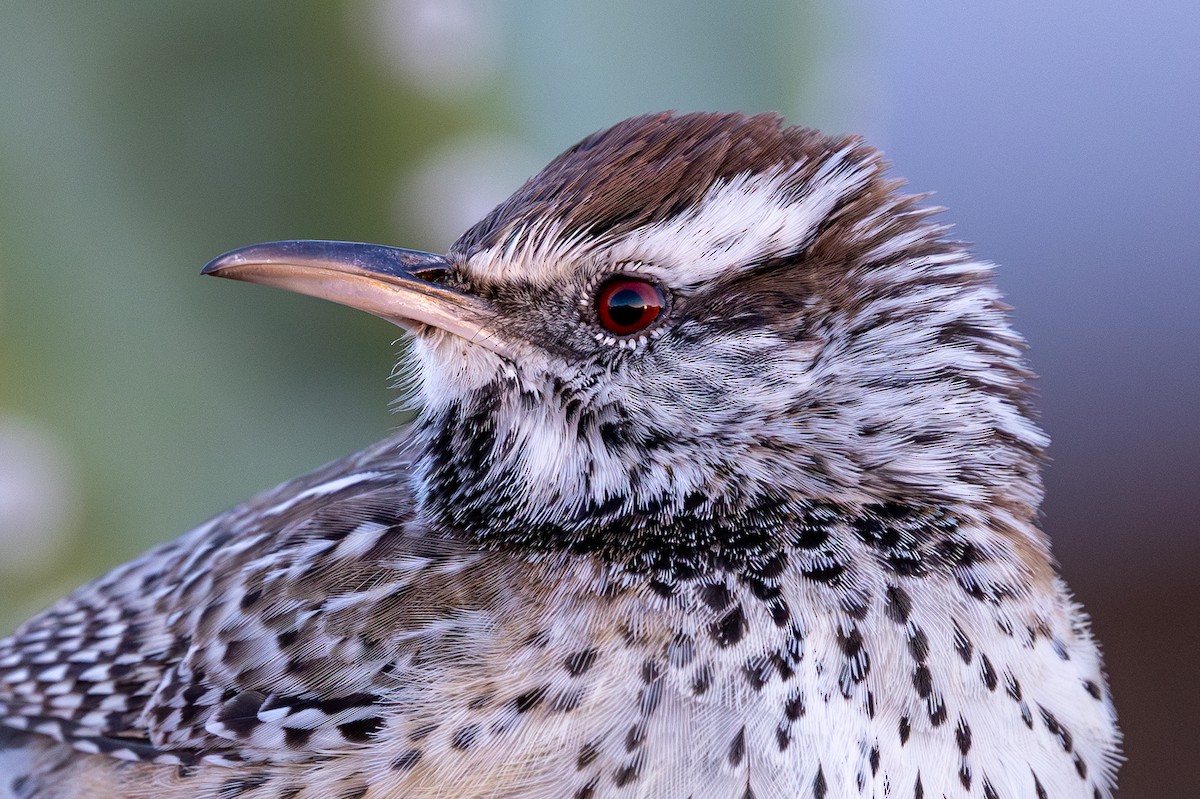 Cactus Wren - ML646431368