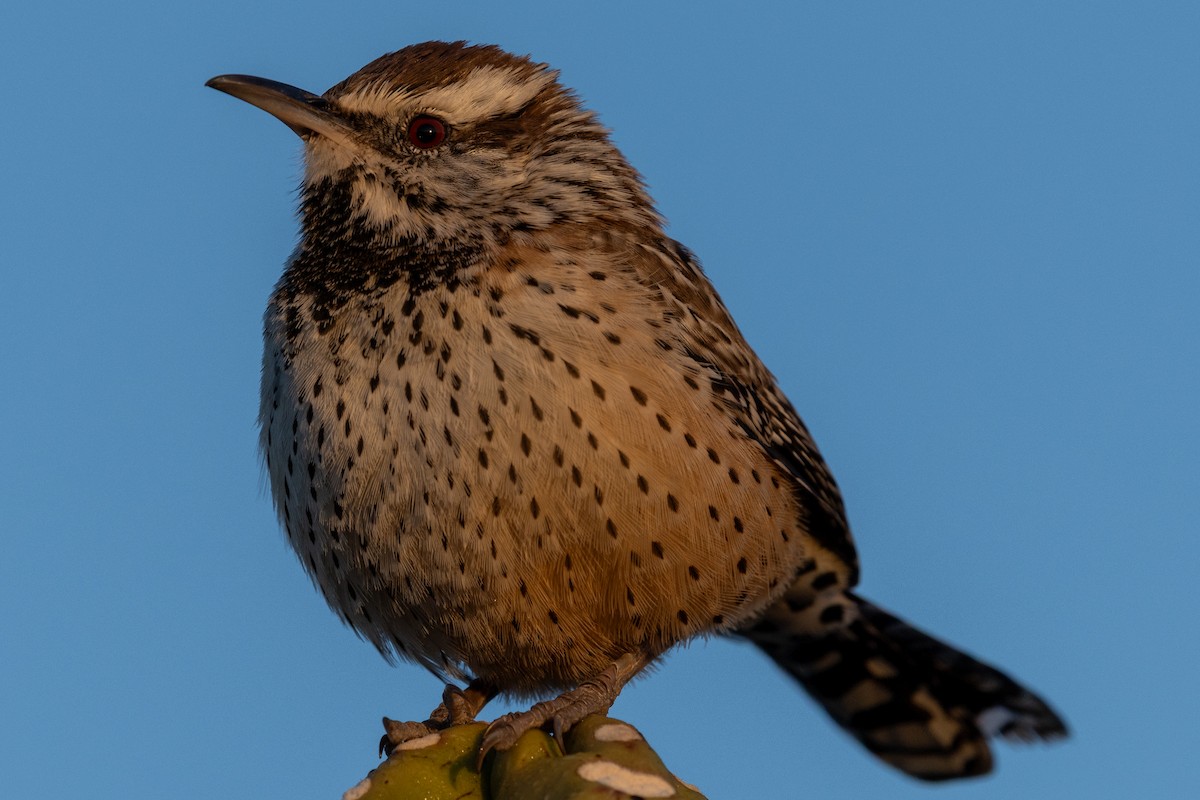 Cactus Wren - ML646431369