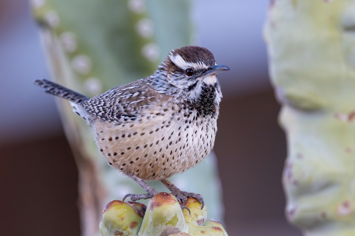 Cactus Wren - ML646431370