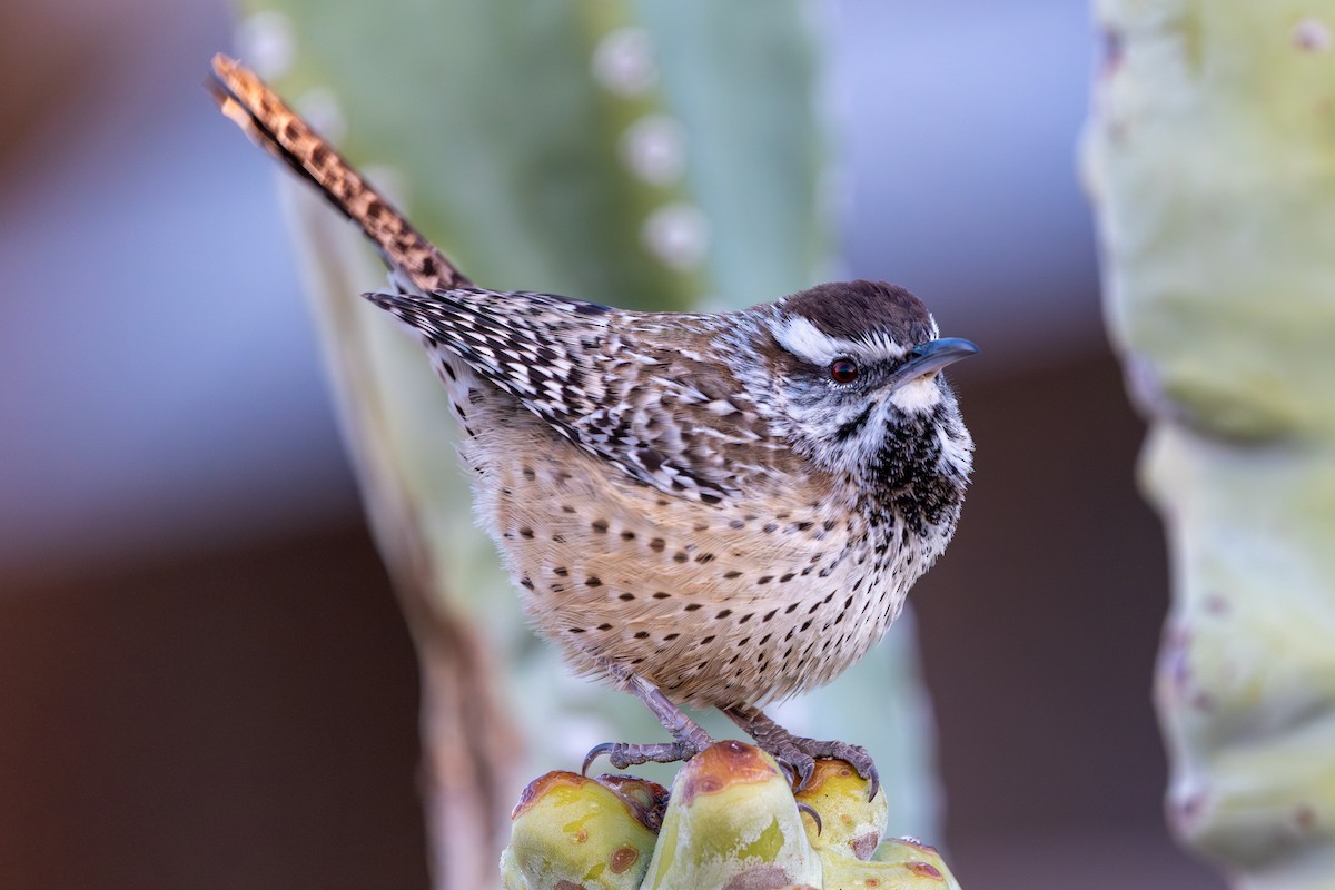 Cactus Wren - ML646431371
