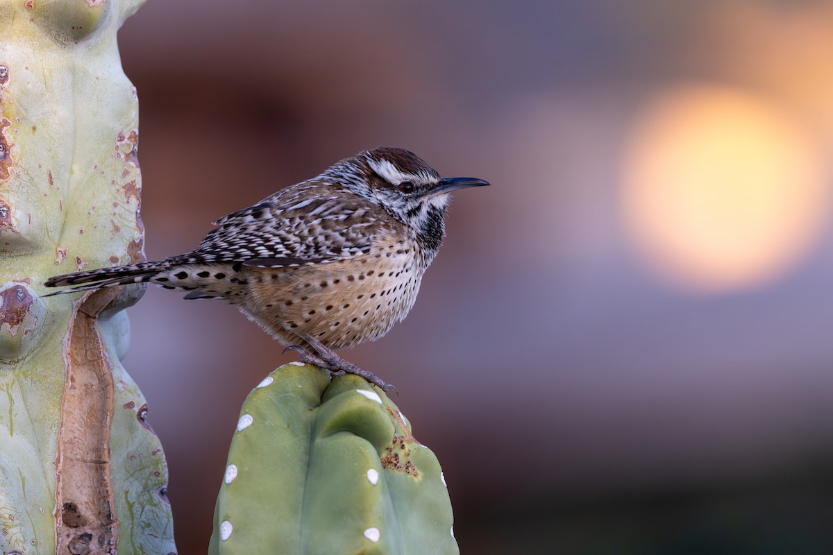 Cactus Wren - ML646431372