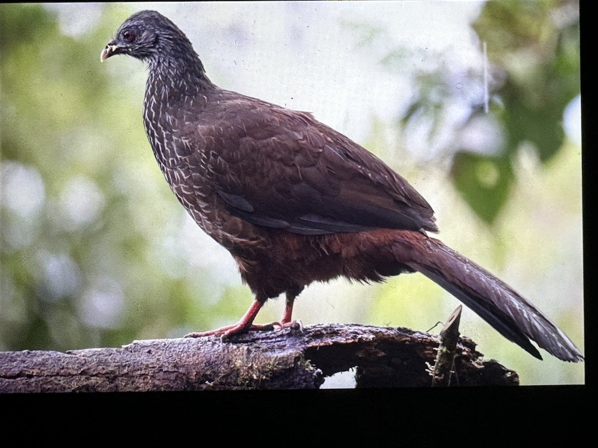 Pénélope des Andes - ML646431373