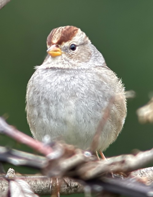 White-crowned Sparrow (Gambel's) - ML646431374