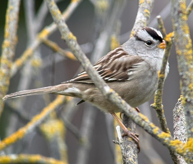 White-crowned Sparrow (Gambel's) - ML646431375