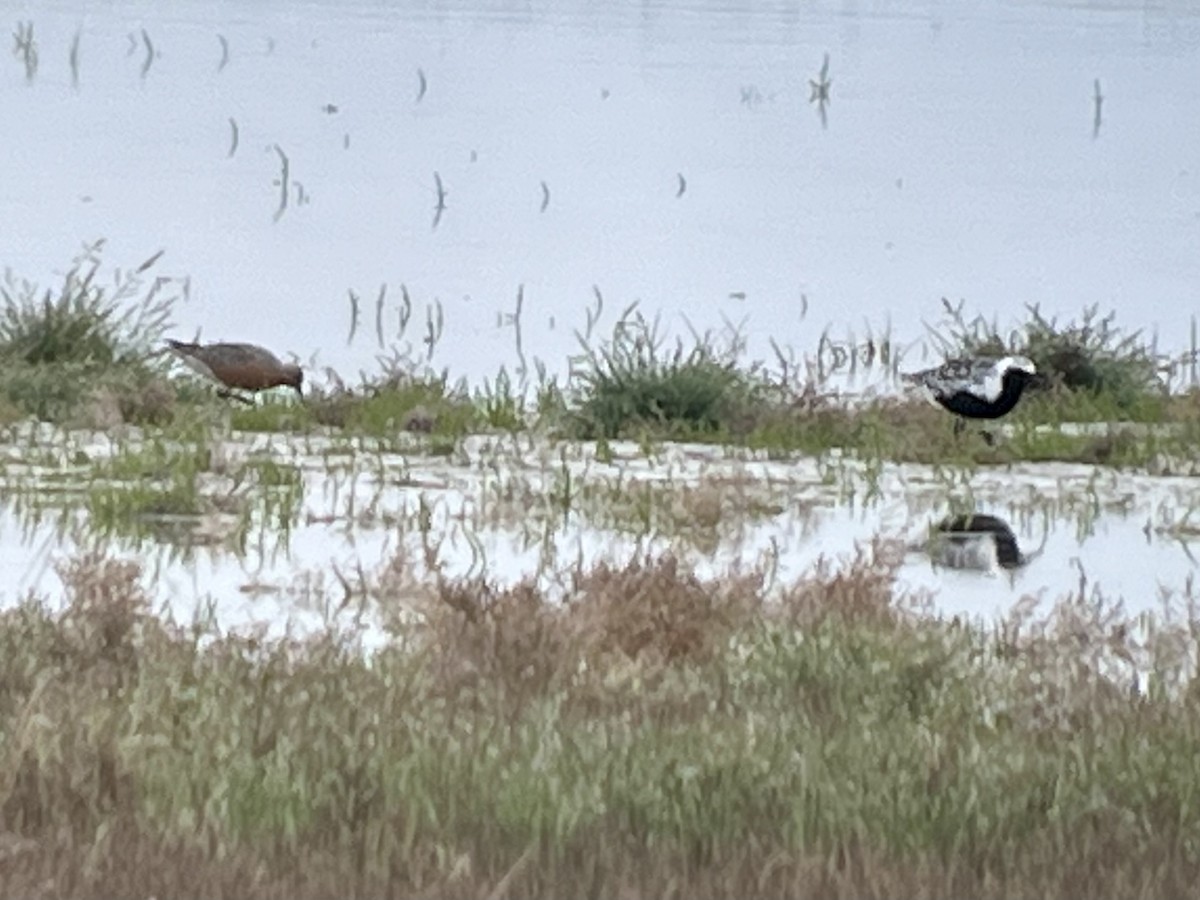 Black-bellied Plover - ML646431379