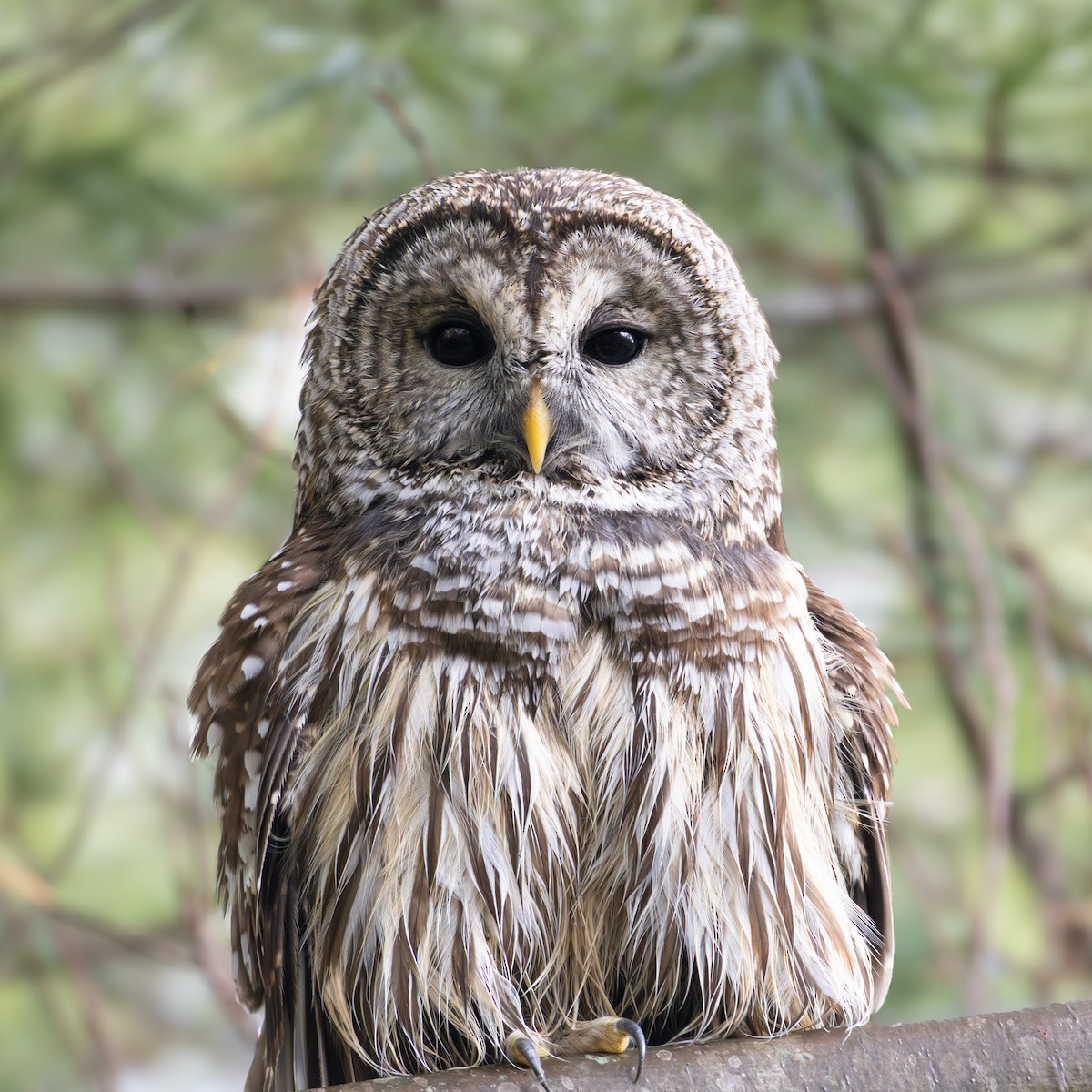 Barred Owl - ML646431381