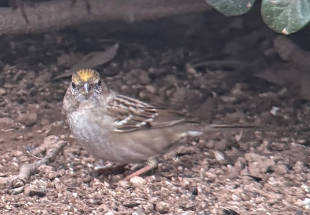 Golden-crowned Sparrow - ML646431382