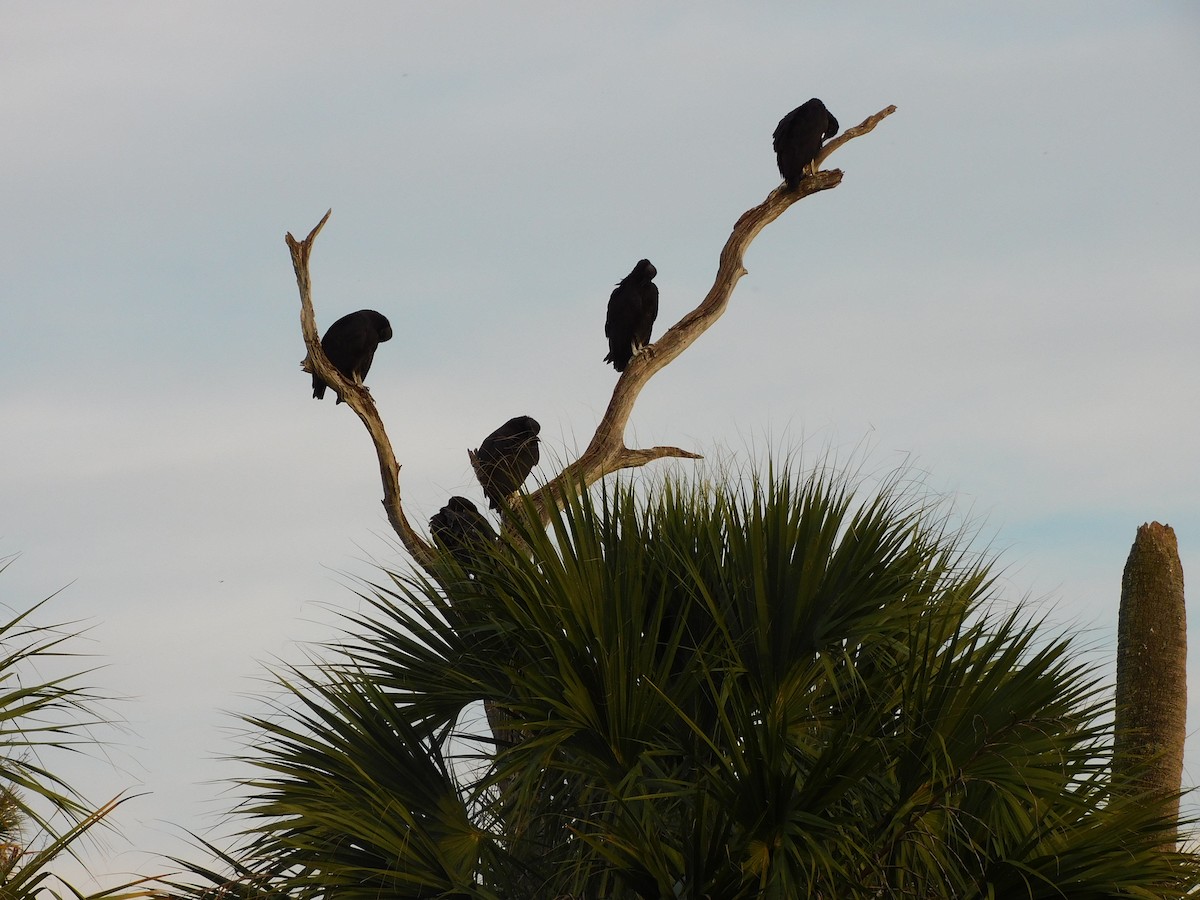 Катарта чорна - ML646431383