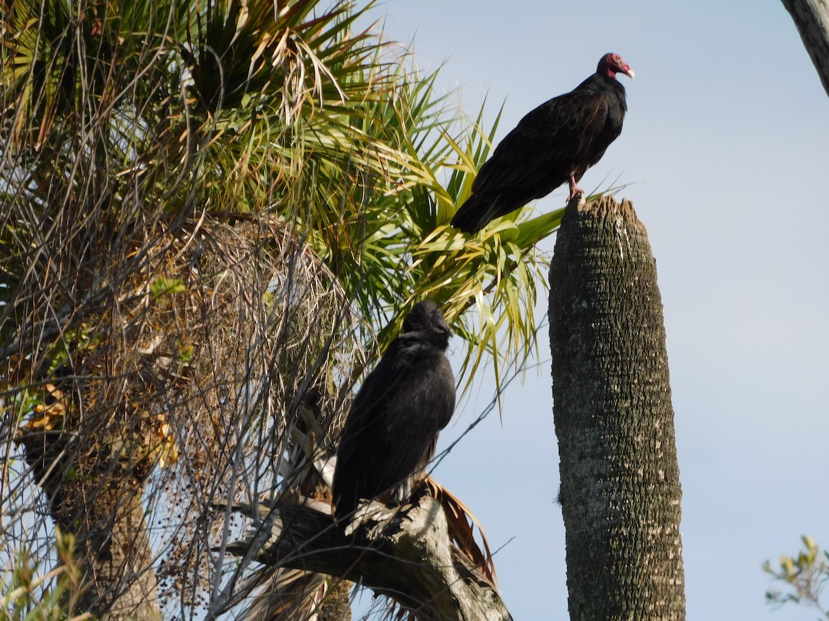 Катарта чорна - ML646431384