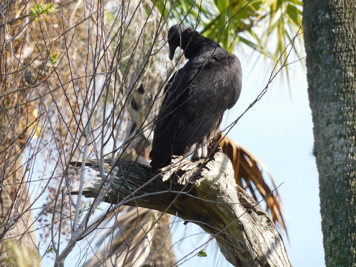 Катарта чорна - ML646431385