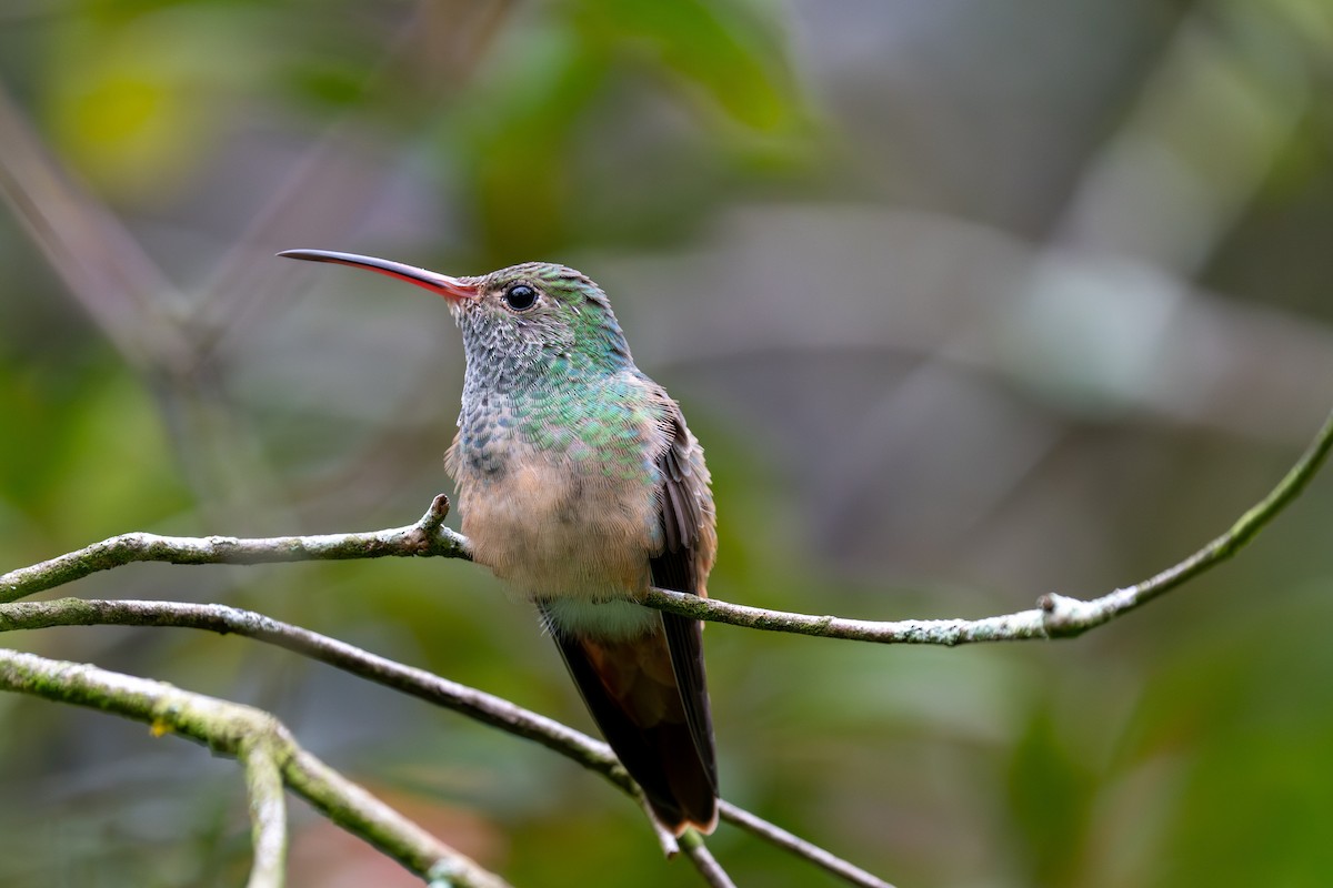 kolibřík yukatanský - ML646431387