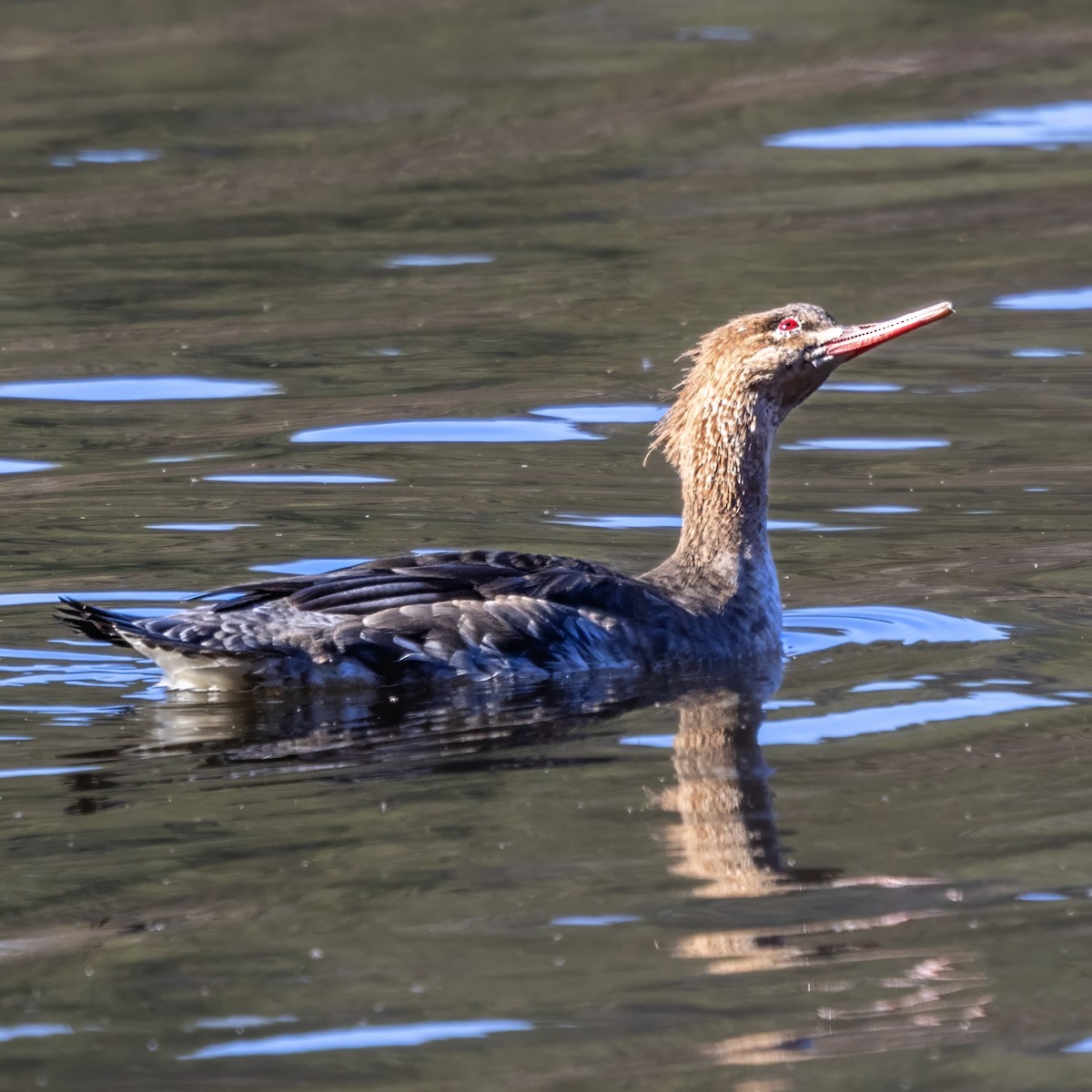 Red-breasted Merganser - ML646431391