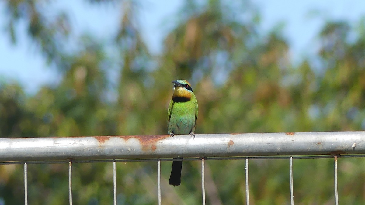 Rainbow Bee-eater - ML646431392