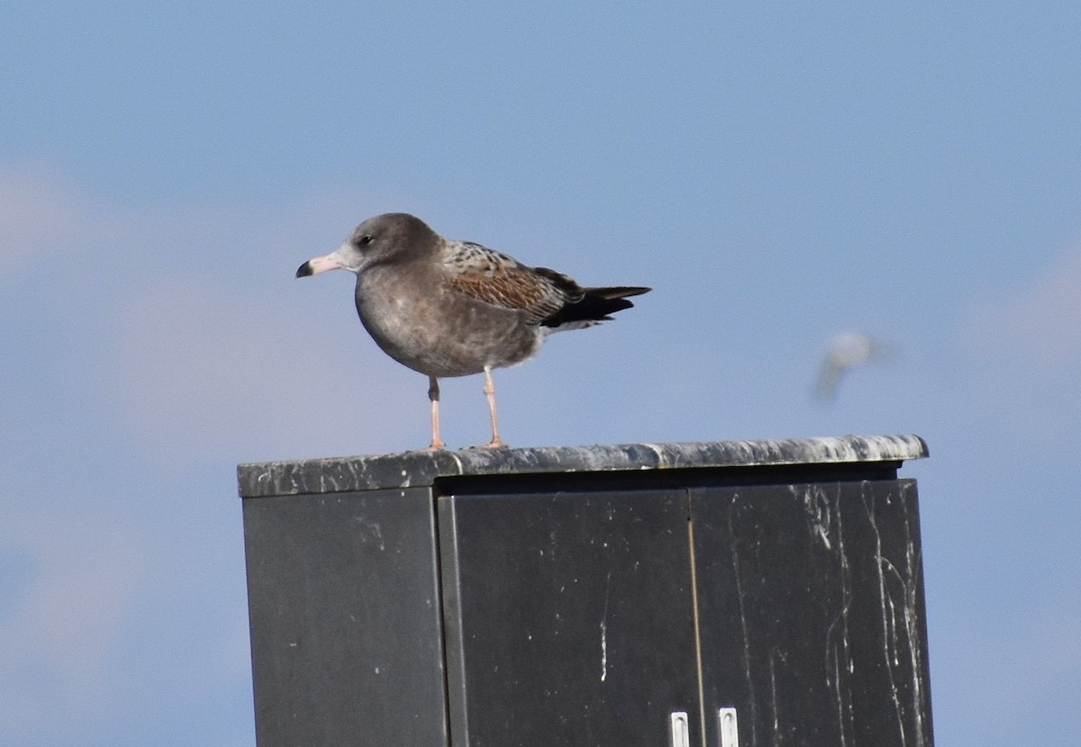 japanmåke - ML646431397