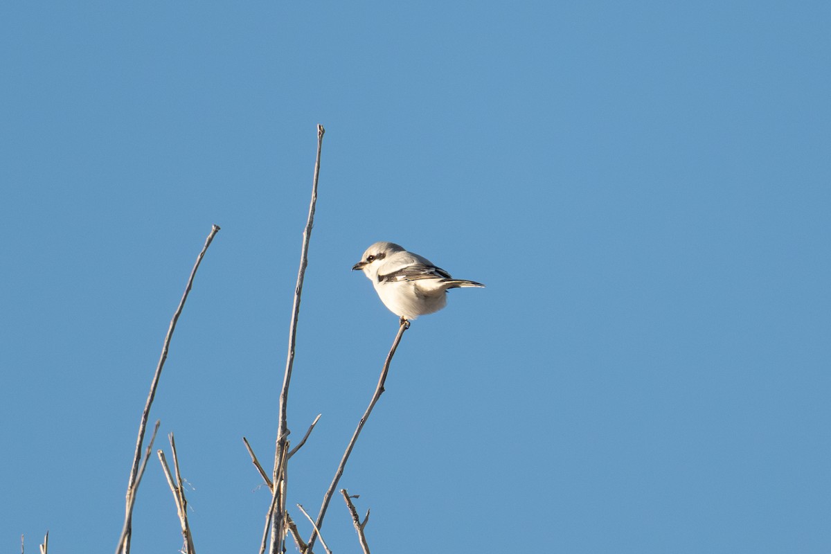 Northern Shrike - ML646431399