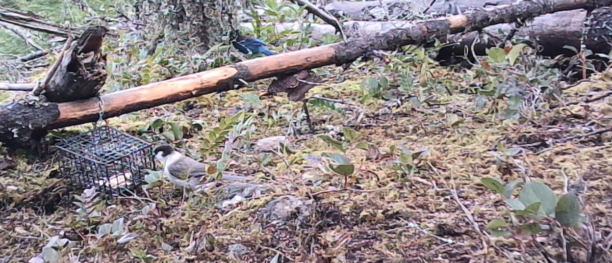 Canada Jay (Pacific) - ML646431405