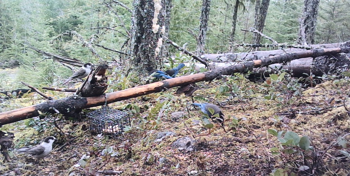 Canada Jay (Pacific) - ML646431407