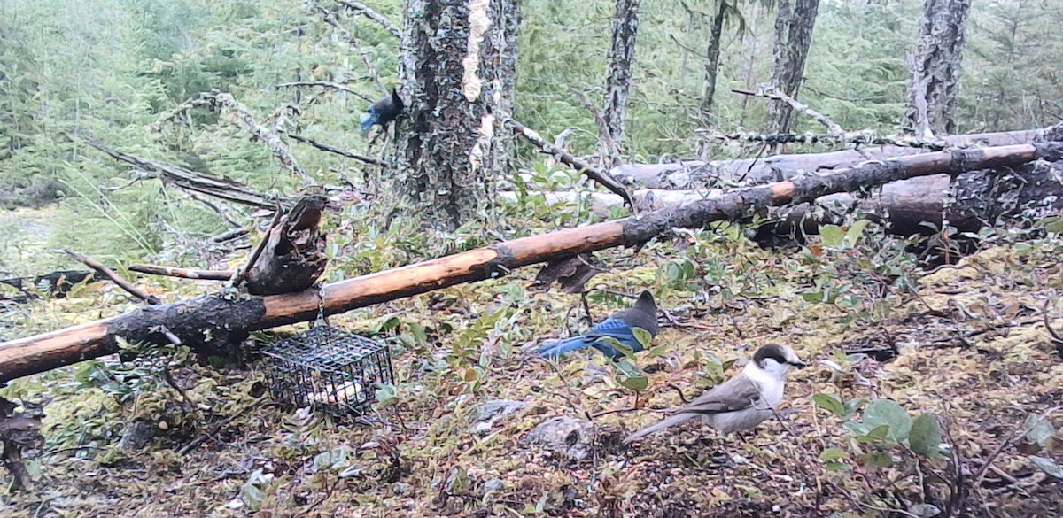 Canada Jay (Pacific) - ML646431408