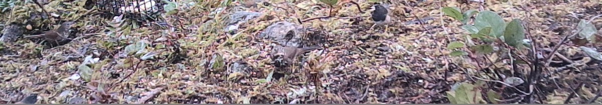 ゴマフスズメ - ML646431410