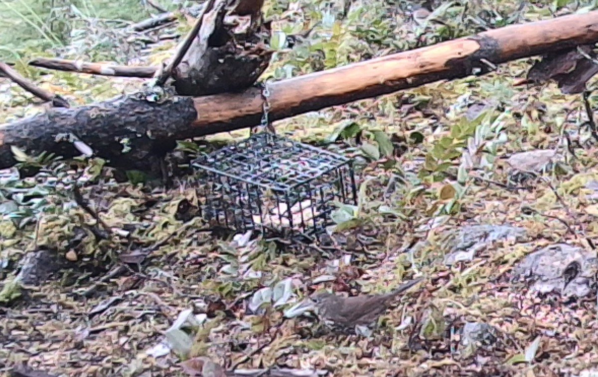 ゴマフスズメ - ML646431411