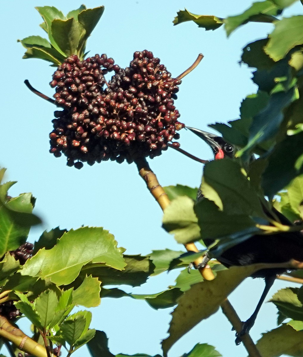 North Island Saddleback - ML646431412