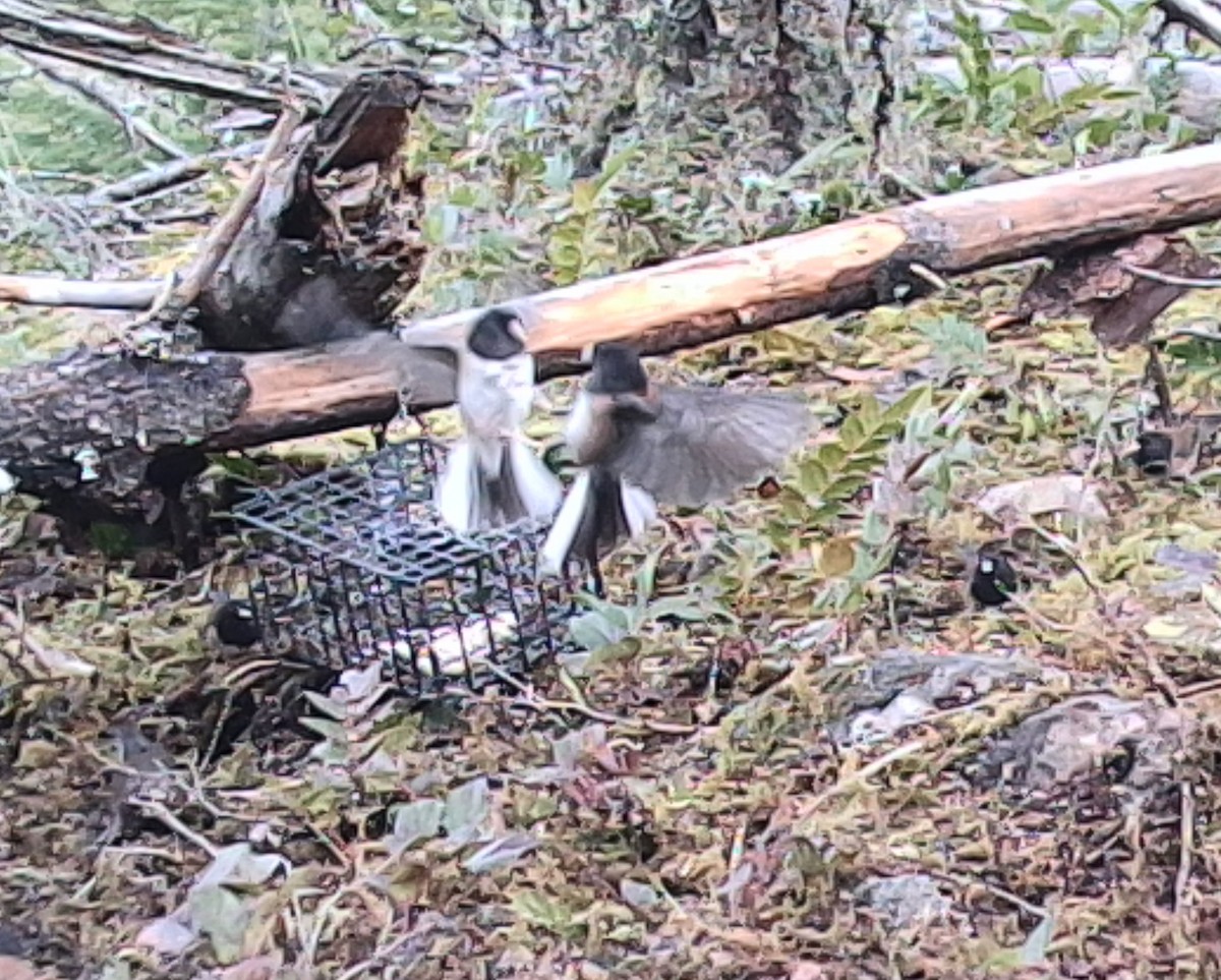 Dark-eyed Junco (Oregon) - ML646431413