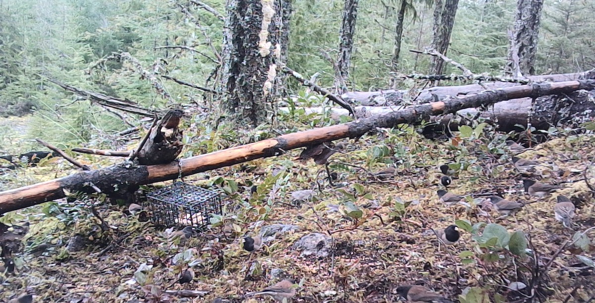 Dark-eyed Junco (Oregon) - ML646431414