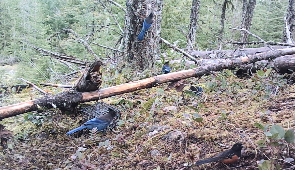 Spotted Towhee - ML646431415