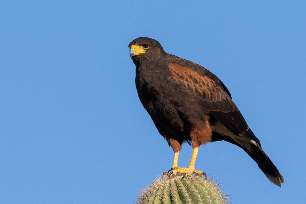 Poiana di Harris - ML646431417