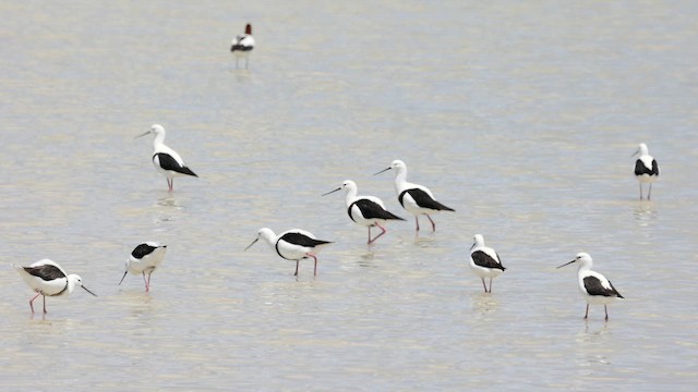 Banded Stilt - ML646431418