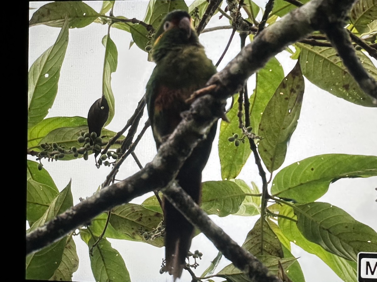 Conure à pinceaux d'or - ML646431420