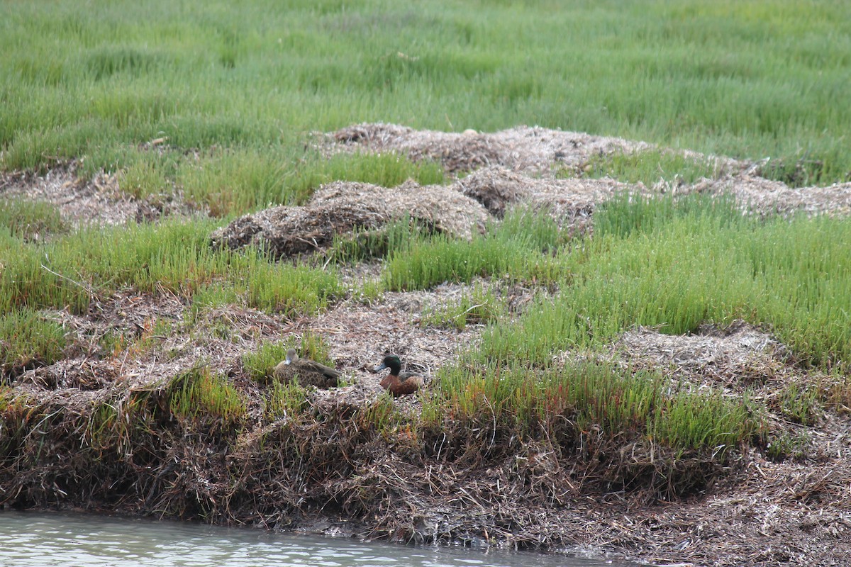 Kızıl Çamurcun - ML646431423