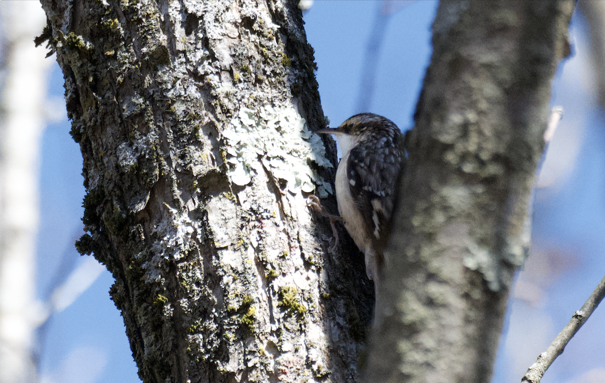 Brown Creeper - ML646431424