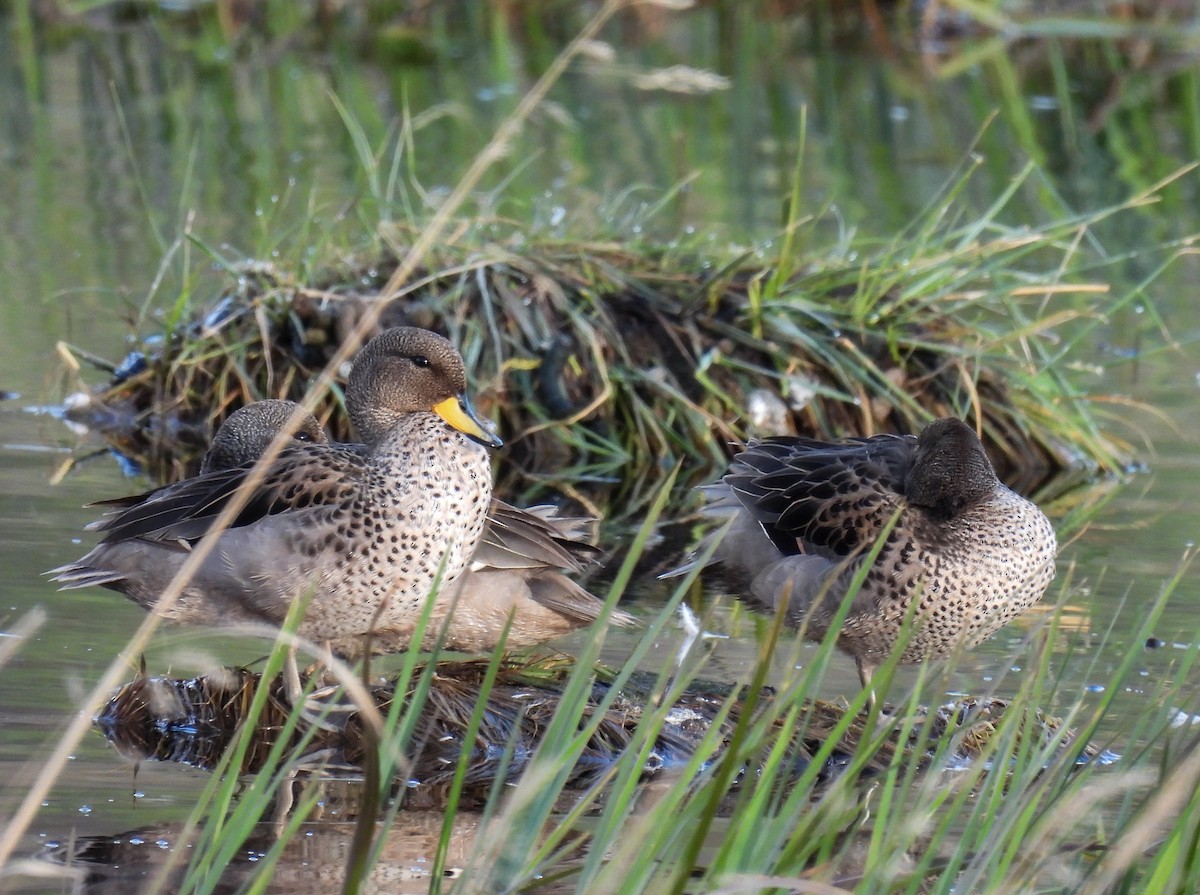 Yellow-billed Teal - ML646431425