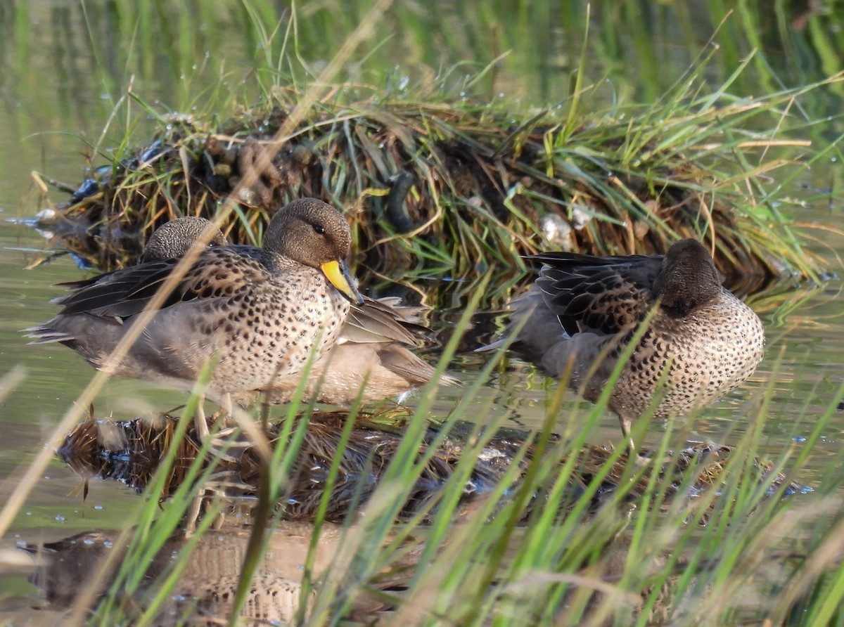 Yellow-billed Teal - ML646431426