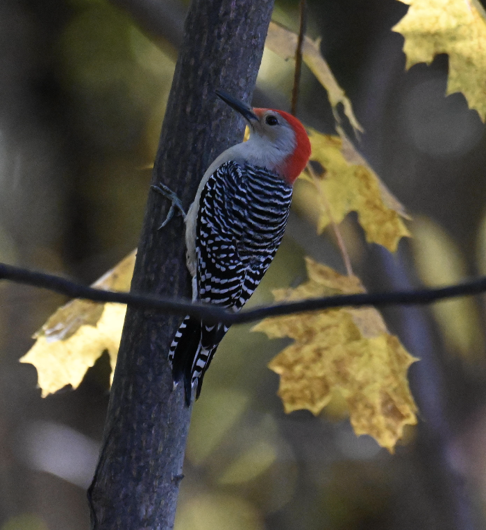 Red-bellied Woodpecker - ML646431428