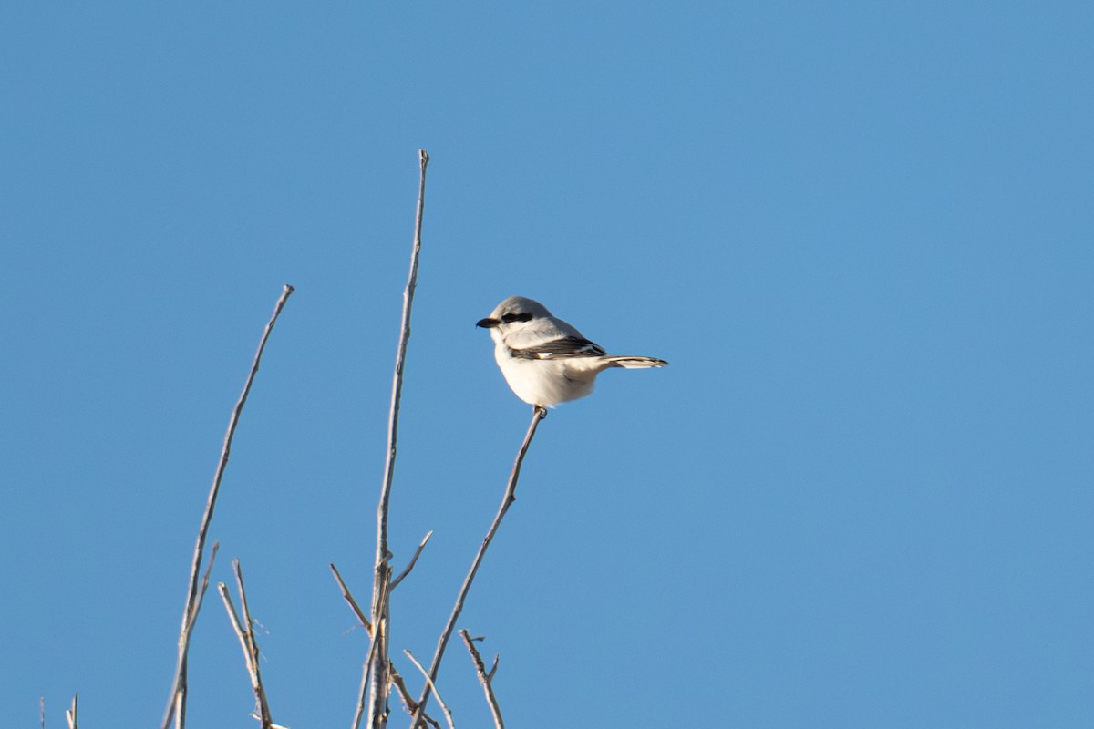 Northern Shrike - ML646431429