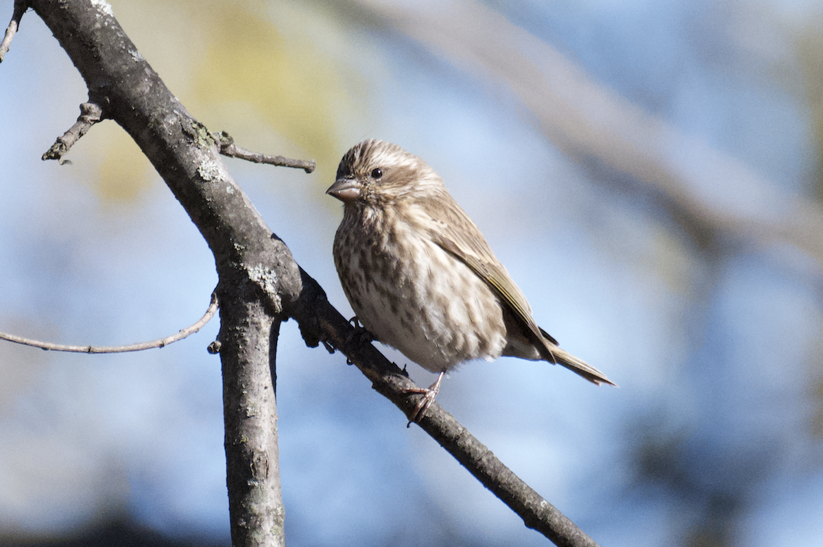 Purpurgimpel - ML646431430