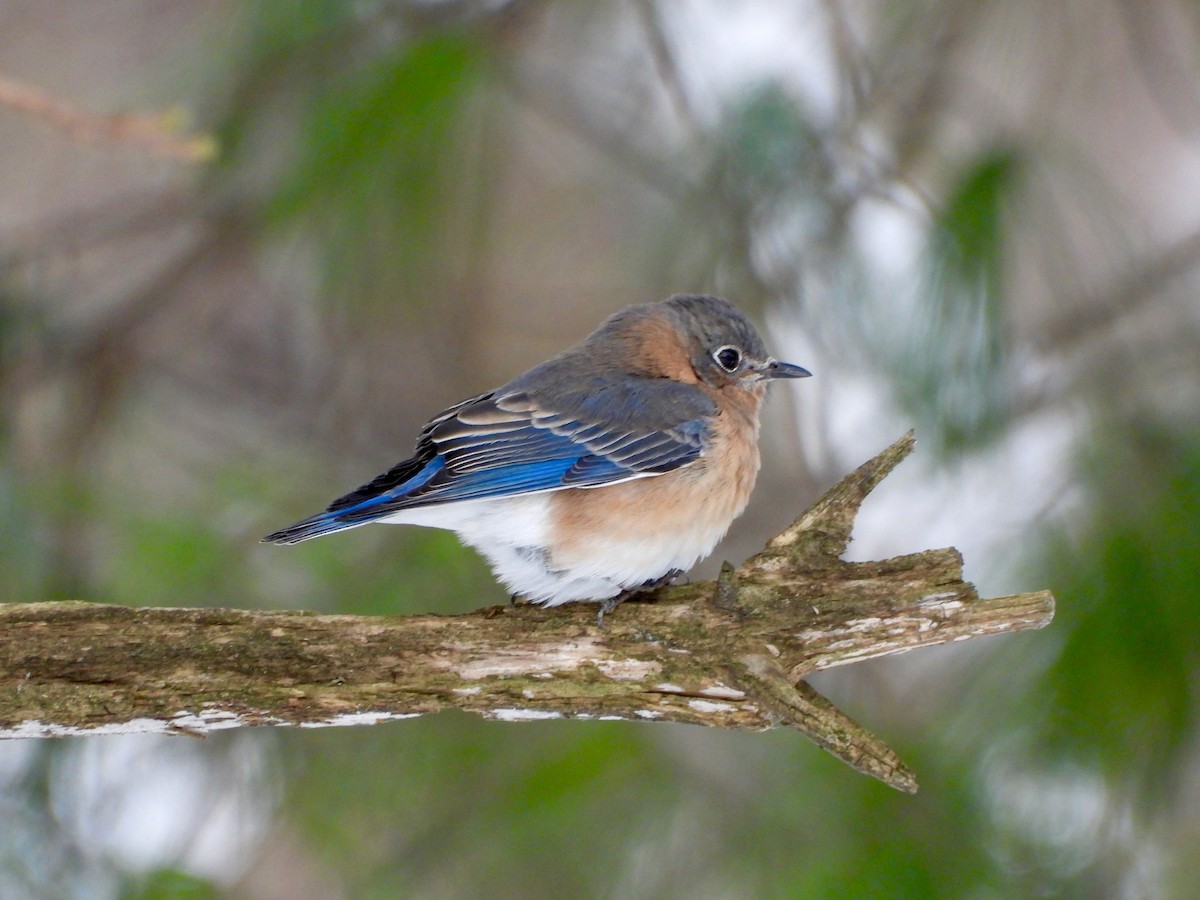 Блакитник східний - ML646431431