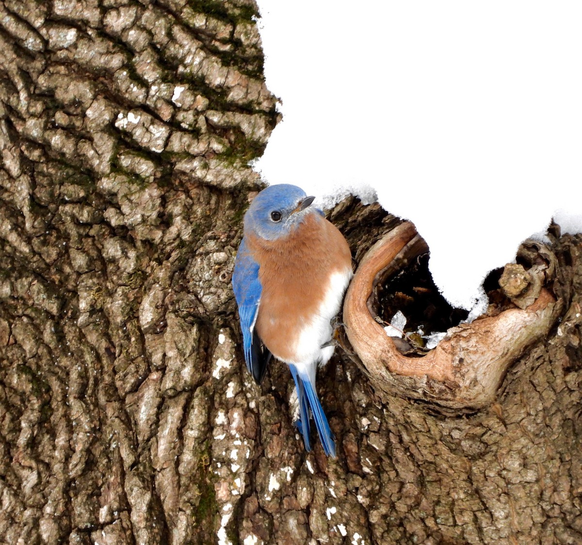 Блакитник східний - ML646431432